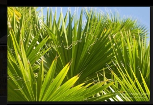 palm.fronds